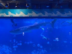 -烟台海昌鲸鲨海洋公园