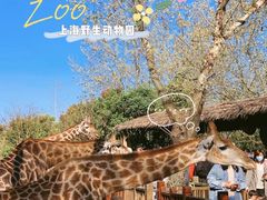 -上海野生动物园