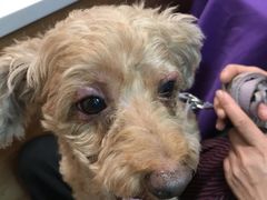 -瑞派·关忠动物医院·异宠专科·犬猫肿瘤·皮肤专科(望京店)