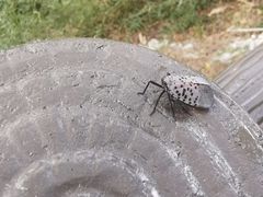 -上海佘山国家森林公园天马山园