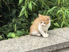 -大塘金香草谷