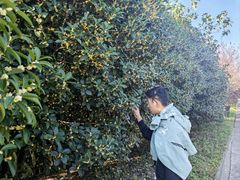 -金孔雀温泉旅游度假村