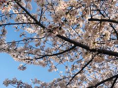 -高东镇樱花园