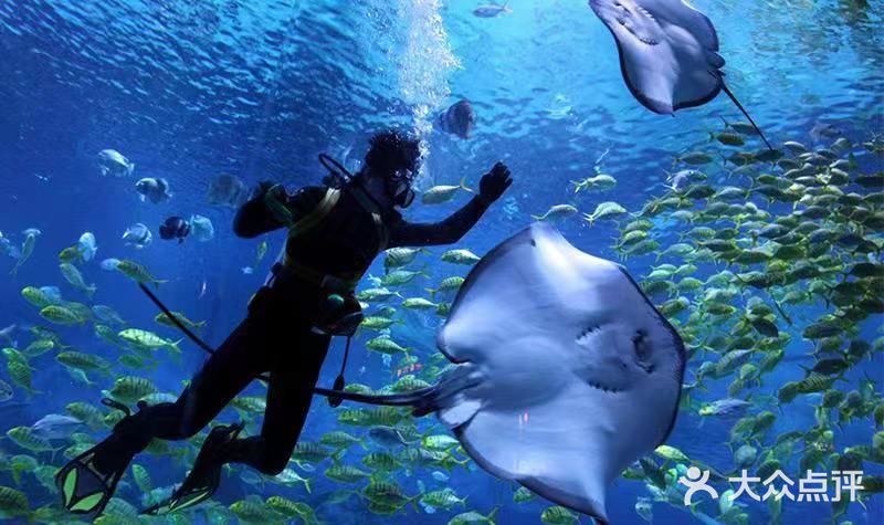 烟台海昌鲸鲨海洋公园图片