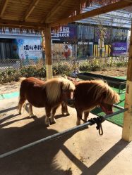 -萌宠亲子动物乐园(槐房万达店)