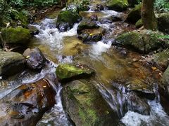 -莫里热带雨林景区