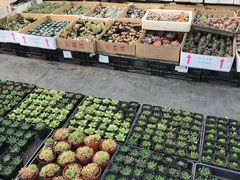 -龙大花卉苗木市场