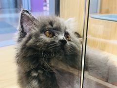 -屋虎猫馆(宝安大仟里店)