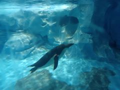 -帝企鹅自助餐厅•儿童岛•真企鹅(长隆企鹅酒店)