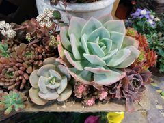 -双季花艺园艺市场(浦东店)