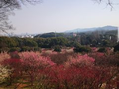 -无锡梅园公园