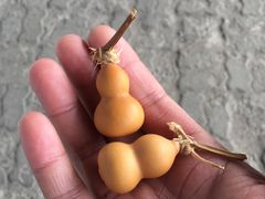 -中环花鸟鱼虫市场