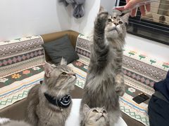 -楼上猫咖(罗湖店)