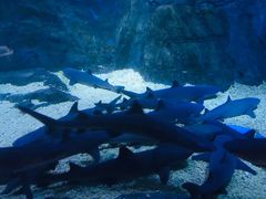 -烟台海昌鲸鲨海洋公园