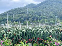 -亚龙湾国际玫瑰谷