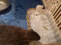 -廊坊固安福朋喜来登酒店