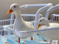 -怪兽屋·羊驼·猫咖·狗咖(俊华广场店)