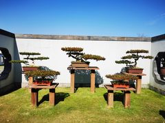 -扬州大运河文化旅游度假区·盆景园