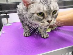 -中农国际动物医院24小时·猫科·骨科·急重症中心
