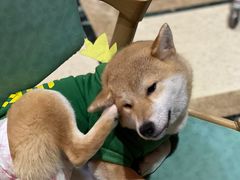 -猫色咖啡·猫咖