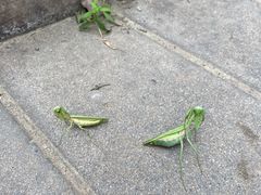 -永定河休闲森林公园