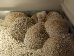 -more than meow吴止猫主题餐厅(承德 中船汇店)