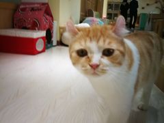 -猫和宫(六道口店)