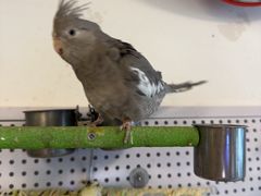 -吉丁鸟咖·异宠·寄养