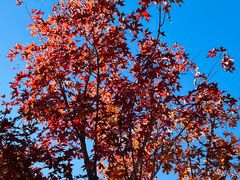 -北京西山国家森林公园