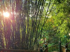 -天门沟九州驿站树上汤泉