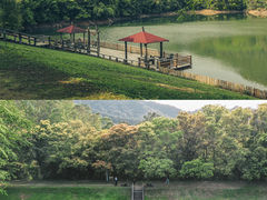 -雁南飞茶田景区