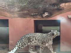 -青藏高原野生动物园