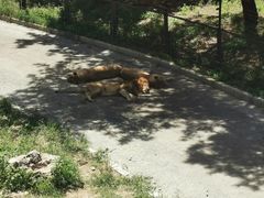 -大连森林动物园