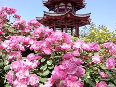 -大慈恩寺(大雁塔)