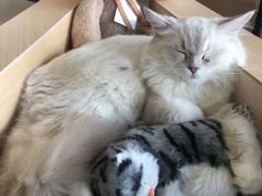 -瞄一喵猫咖(格力海岸店)