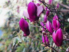 -北京第二实验小学