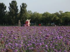 -北京东方普罗旺斯薰衣草庄园