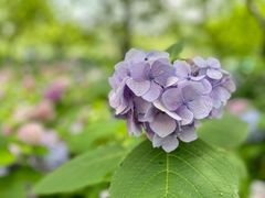 -上海滨江森林公园