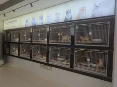 -翊宠yipet猫狗购宠庄园犬舍•猫舍