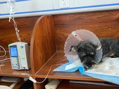 -美联众合动物医院·伴可分院·内科中心医院