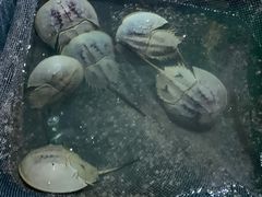 -罗源湾8号渔排