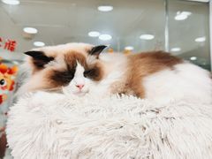 -爱洗澡的猫(天河路店)
