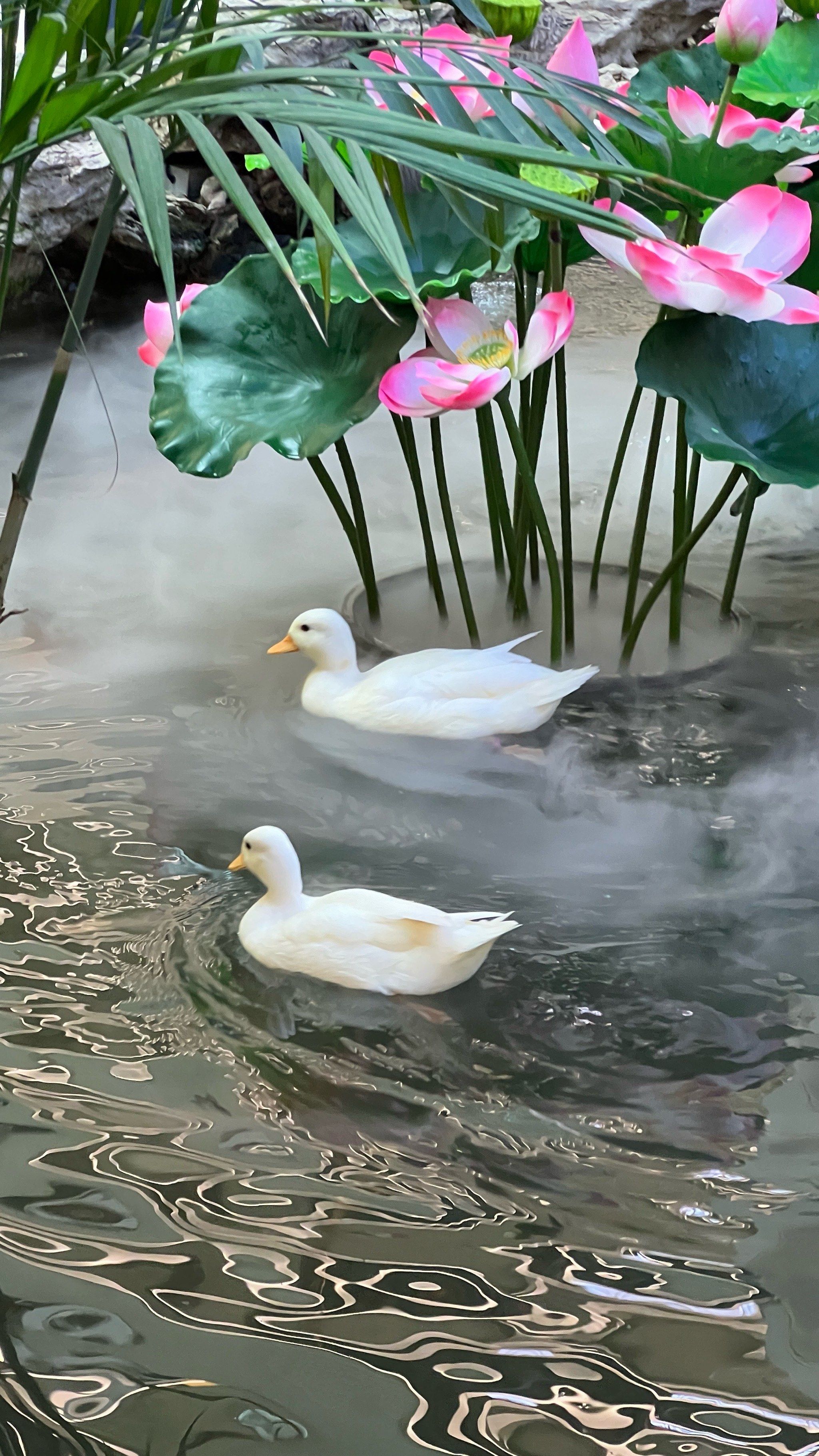 天鹅水中漫游🦢