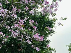 -飞来湖湿地公园