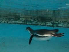 -帝企鹅自助餐厅•儿童岛•真企鹅(长隆企鹅酒店)