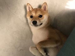 柚子酸乳-柴务处·柴犬主题狗咖