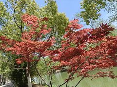 -合肥滨湖国家森林公园