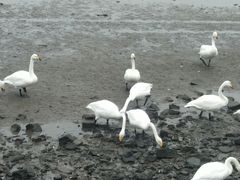 -烟墩角天鹅湖