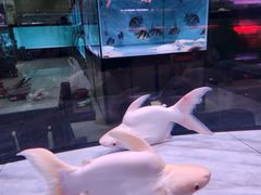 -中环花鸟鱼虫市场