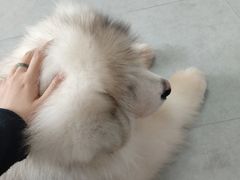 -汪说·狗咖(旺城大厦店)